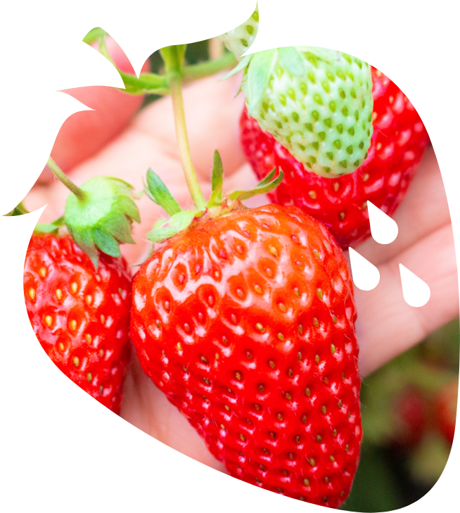 Strawberry